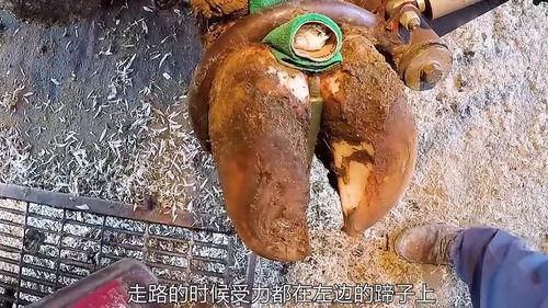 国产牛蹄大全视频播放,探寻地道美食的蹄味传奇