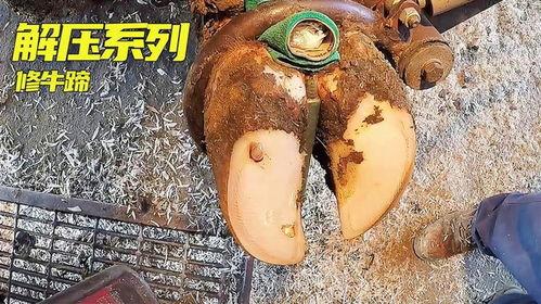 国产牛蹄大全视频播放,探寻地道美食的蹄味传奇