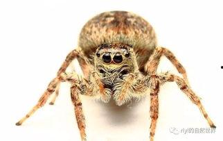 如何饲养国产跳蛛的视频,视频教程揭秘