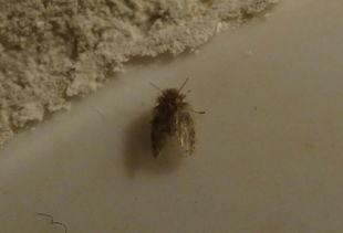 如何饲养国产跳蛛的视频,视频教程揭秘