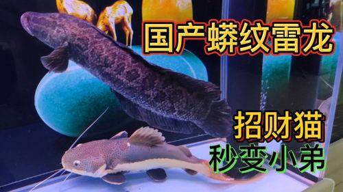国产雷龙鱼驯养视频教程,跟随国产视频教程轻松入门