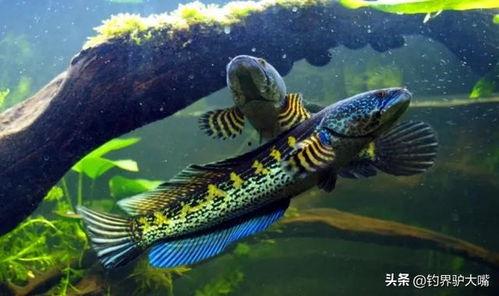 国产雷龙鱼驯养视频教程,跟随国产视频教程轻松入门