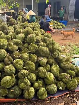 国产榴莲采摘视频在线,采摘瞬间，尽享热带风情