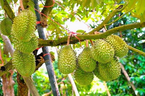 国产榴莲采摘视频在线,采摘瞬间，尽享热带风情