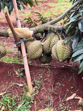 国产榴莲采摘视频在线,采摘瞬间，尽享热带风情