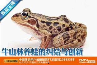 国产大青蛙视频分类,趣味横生的视频分类大盘点