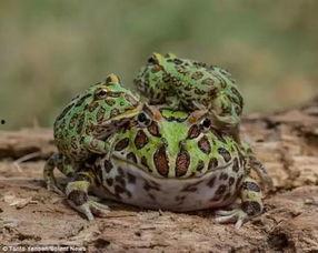 国产大青蛙视频分类,趣味横生的视频分类大盘点