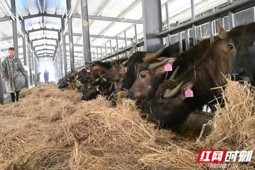 水牛在线观看国产欧美视频,畅享海量国产欧美视频盛宴