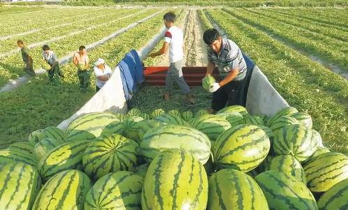 高清大西瓜视频国产,高清大西瓜视频引领国产视频新潮流