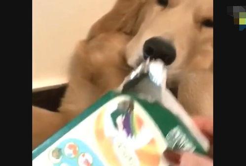 国产主人调调教视频,揭秘现代情感调教的艺术与技巧