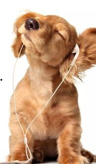 国产人狗视频磁力,揭秘神秘磁力链接背后的故事