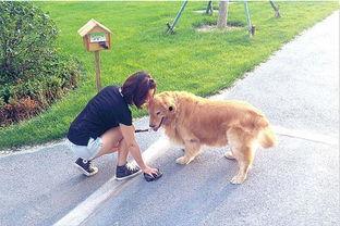 国产人狗视频磁力,揭秘神秘磁力链接背后的故事