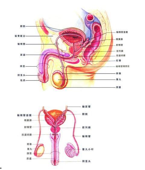 国产男男前列腺视频网站,探索男性健康新视角