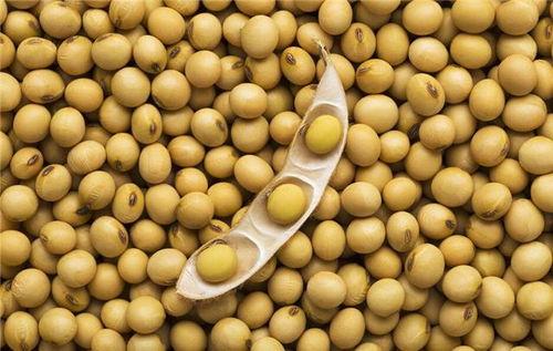 cctv今天说国产大豆视频,CCTV聚焦我国大豆产业发展新篇章