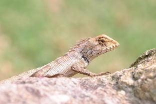 国产小蜥蜴视频合集