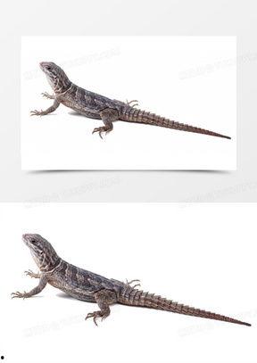 国产小蜥蜴视频合集