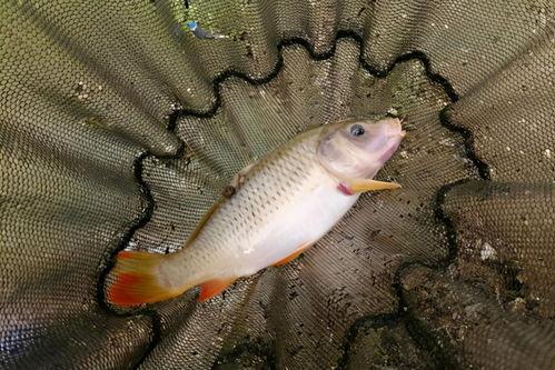 国产花鱼怎么过冬的视频,揭秘过冬秘诀