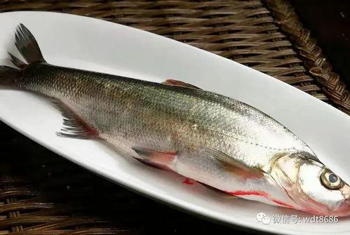 国产花鱼怎么过冬的视频,揭秘过冬秘诀