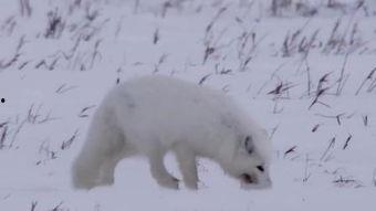 色狐狸在线视频国产,色狐狸在线视频，引领国产影视新潮流