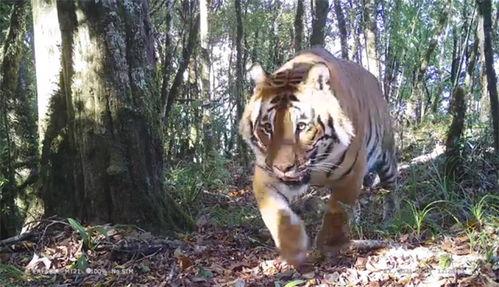 在线视频国产偷拍四虎