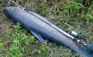 青鱼吧视频国产,探索青鱼吧视频中的国产魅力