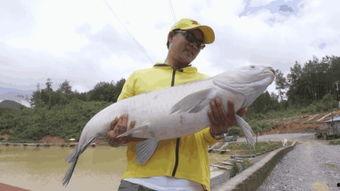 青鱼吧视频国产,探索青鱼吧视频中的国产魅力 第2张 青鱼吧视频国产,探索青鱼吧视频中的国产魅力 第2张