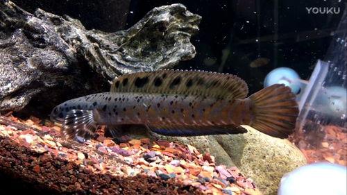 国产雷龙鱼可以驯养吗视频