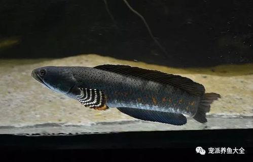 国产雷龙鱼可以驯养吗视频  第2张