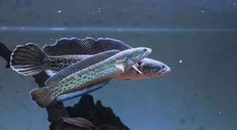 国产雷龙鱼可以驯养吗视频  第3张