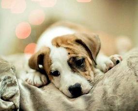 国产最漂亮狗狗图片视频,盘点最漂亮狗狗的瞬间  第2张