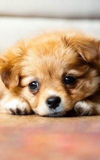 国产最漂亮狗狗图片视频,盘点最漂亮狗狗的瞬间  第3张